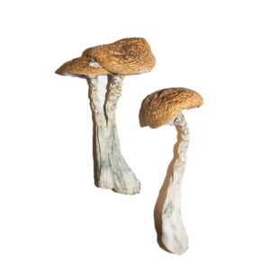 magic mushrooms near me