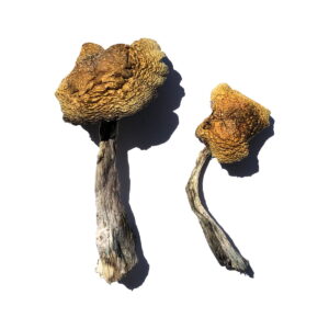 magic mushrooms near me