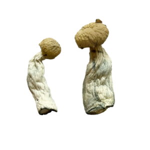 where to buy magic mushrooms